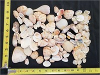 Gimarc Collection - Seashells & Coral - Lot (DD)