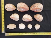 Gimarc Collection - Seashells & Coral - Lot (NN)