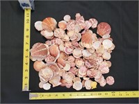 Gimarc Collection - Seashells & Coral - Lot (Z)