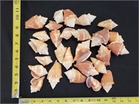 Gimarc Collection - Seashells & Coral - Lot (X)