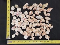 Gimarc Collection - Seashells & Coral - Lot (FF)