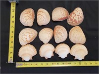 Gimarc Collection - Seashells & Coral - Lot (CC)