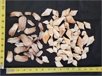 Gimarc Collection - Seashells & Coral - Lot (KK)
