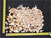 Gimarc Collection - Seashells & Coral - Lot (LL)