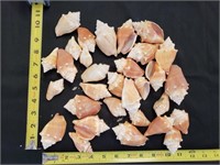 Gimarc Collection - Seashells & Coral - Lot (BB)