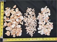Gimarc Collection - Seashells & Coral - Lot (GG)