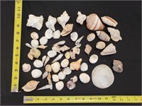 Gimarc Collection - Seashells & Coral - Lot (V)