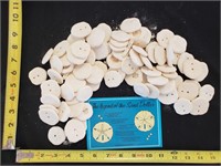 Gimarc Collection - Seashells & Coral - Lot (Y)
