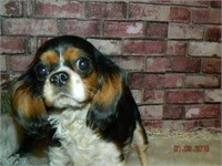 CAVALIER KING CHARLES SPANIEL - F - 05-09-2016