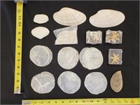 Gimarc Collection - Seashells & Coral - Lot (Q)