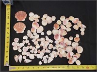 Gimarc Collection - Seashells & Coral - Lot (S)