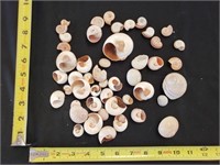 Gimarc Collection - Seashells & Coral - Lot (R)