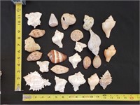 Gimarc Collection - Seashells & Coral - Lot (U)