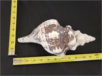 Gimarc Collection - Seashells & Coral - Lot (C)