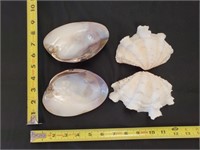 Gimarc Collection - Seashells & Coral - Lot (F)