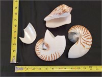 Gimarc Collection - Seashells & Coral - Lot (E)