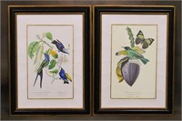 Pair of Hand Colored Bird Engravings