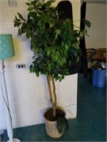 Potted tree