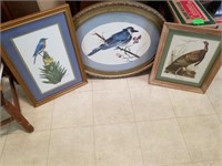 BLUE BIRD PICTURES AND PHEASANT