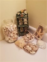 LOT OF SEASHELLS -- STARFISH AND MORE