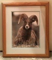 Framed Photograph Resting Big Horn Sheep