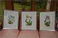 3 Framed and Matted Humming Bird Prints