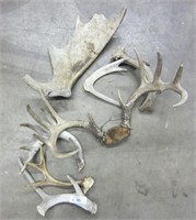 Assorted deer Horn Lot
