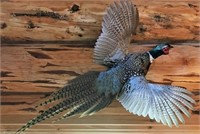 Mounted Pheasant