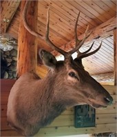 Elk Mount 3x4 Point