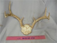 Deer horns, 11" outside spread