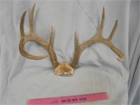 Deer horns, 14" outside spread