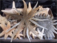 STAR FISH, NOT SO SURE THEY WERE DRIED CORRECTLY