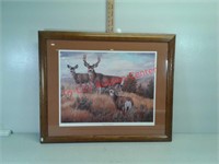 >>Sagebrush Monarch, mule deer picture