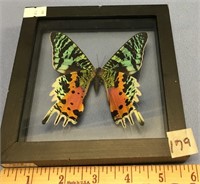 Shadow box containing a colorful butterfly       (