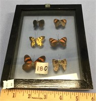 Shadow box containing 6 small colorful butterflies
