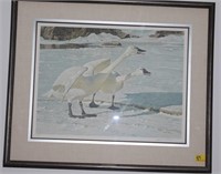 COURTING PAIR-WHISTLING SWANS BY ROBERT BATEMAN