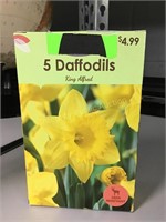 5 Daffodils