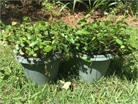 Beautiful Outdoor Jasmine with Pots