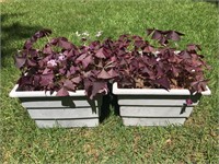 2 Beautiful Outdoor Pots with Purple Oxalis Clover