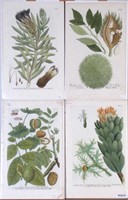 Group- Four Antique Botanical Prints, JW Weinmann