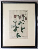 Hand Colored Engraving, Botanical
