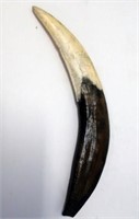 Cassowary PNG claw 24cm