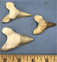 Lot of 3 fossilized shark's teeth      (11)