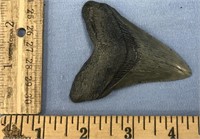 One of nicest Megalodon shark's teeth we've seen 3