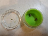 2 graines de cannabis hybride Bubble Gum