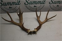 Mule Deer rack