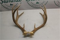 Mule Deer rack