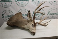 Mule Deer mount