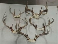 Box of deer antlers
