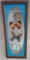 Vintage Preserved Butterflies in Glass Frame